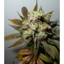 G13-Haze N.Y.C. Diesel Regular de Soma Seeds