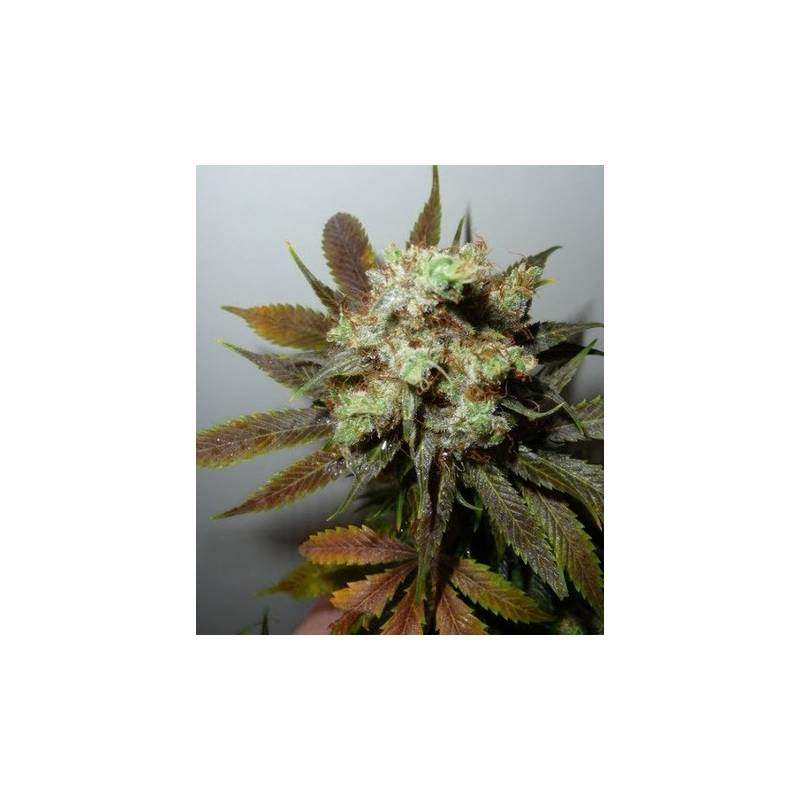 G13-Haze N.Y.C. Diesel Regular de Soma Seeds