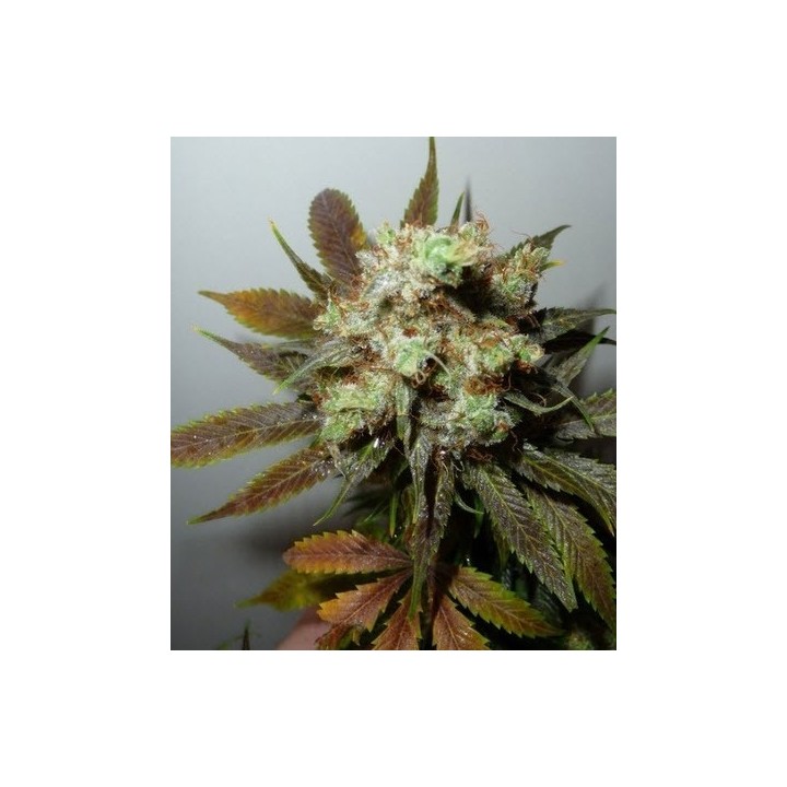 G13-Haze N.Y.C. Diesel Regular de Soma Seeds