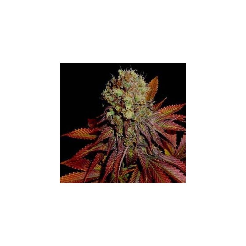 G13-Haze Rock Bud Regular de Soma Seeds