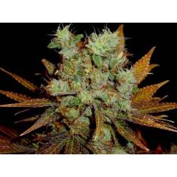 G13-Haze Somango Regular de Soma Seeds