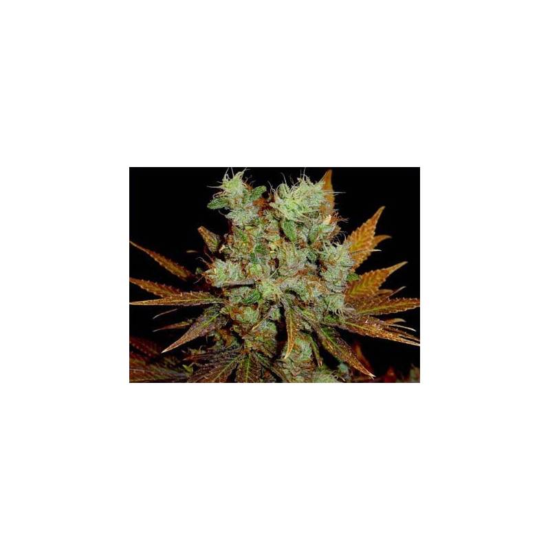 G13-Haze Somango Regular de Soma Seeds