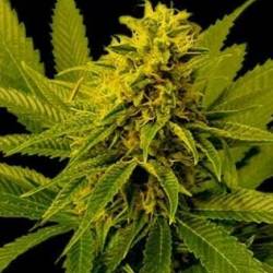 G13-Haze White Willow Regular de Soma Seeds