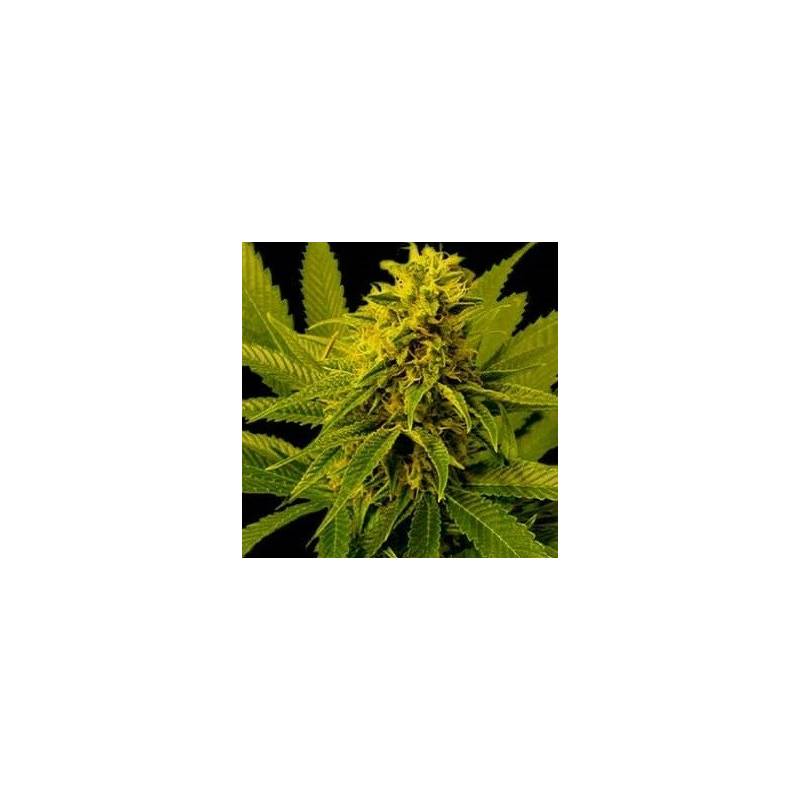G13-Haze White Willow Regular de Soma Seeds