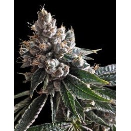 Golden Lemons Feminizada de DNA Genetics