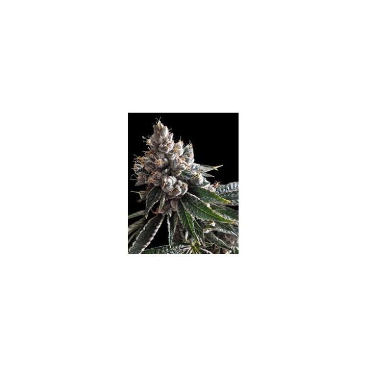 Golden Lemons Feminizada de DNA Genetics