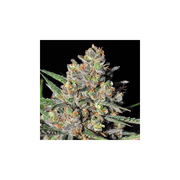 Green Love Potion Feminizada de Samsara