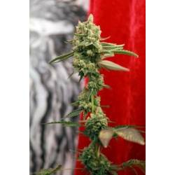 Guayaka Regular de Reggae Seeds