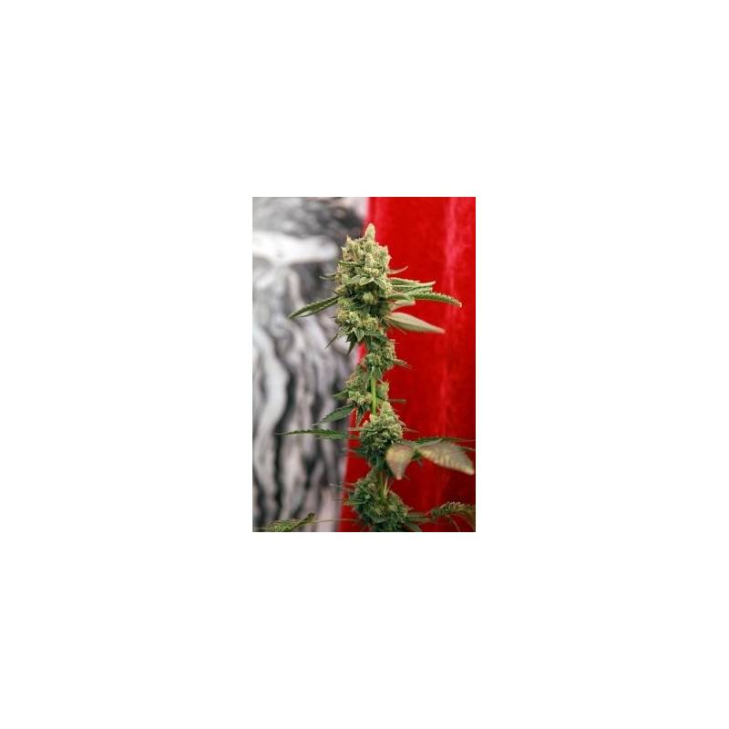 Guayaka Regular de Reggae Seeds