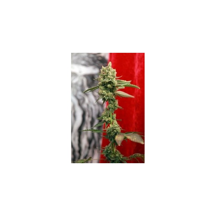 Guayaka Regular de Reggae Seeds