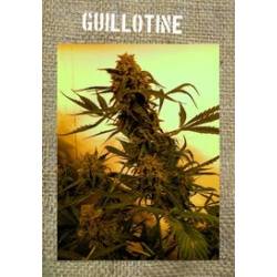 Guillotine Autofloreciente Feminizada de French Touch Seeds