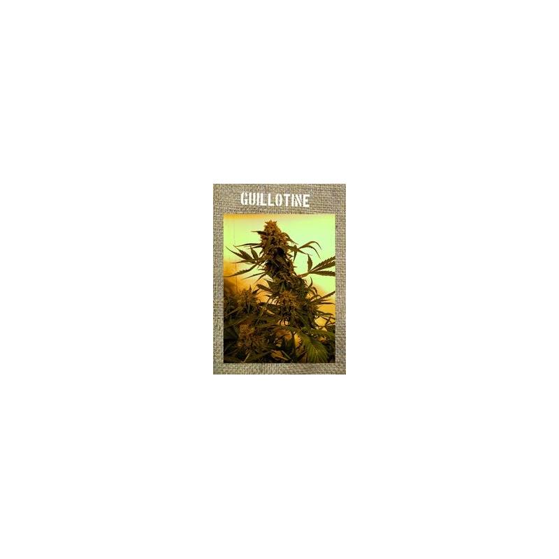 Guillotine Autofloreciente Feminizada de French Touch Seeds Guillotine Autofloreciente Feminizada de French Touch Seeds