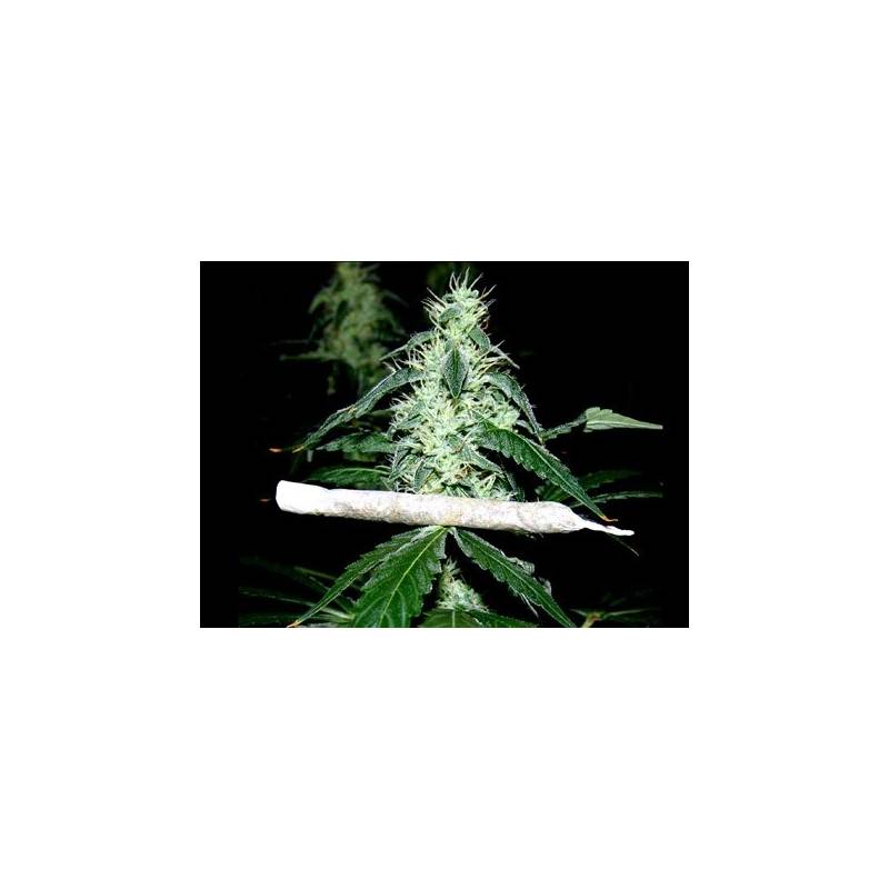 Hash Heaven Feminizada de Soma Seeds