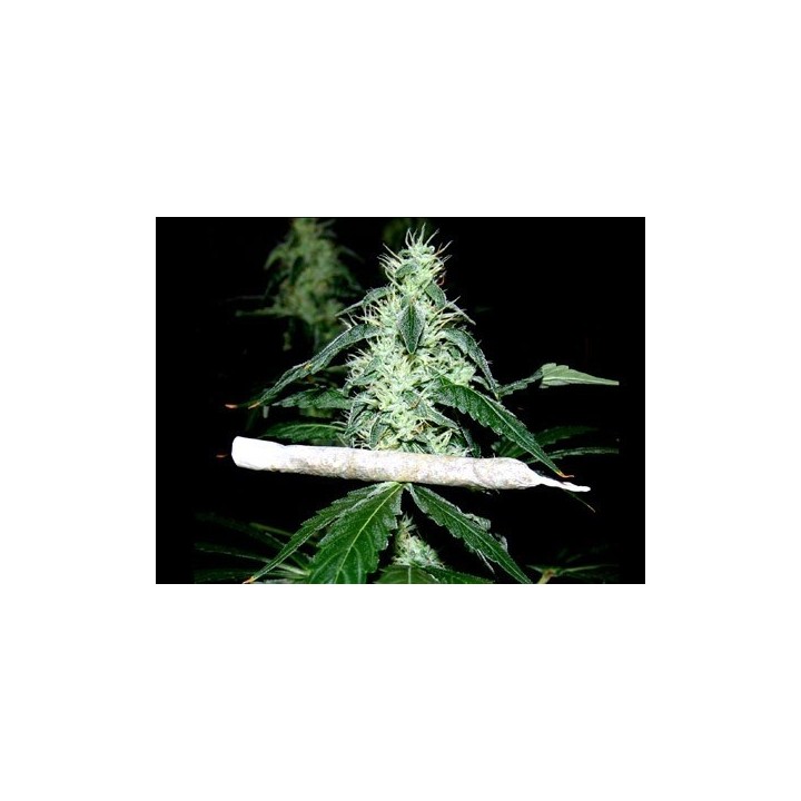 Hash Heaven Feminizada de Soma Seeds