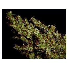 Haze Heaven Regular de Soma Seeds