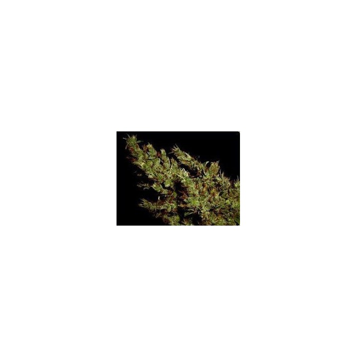Haze Heaven Regular de Soma Seeds