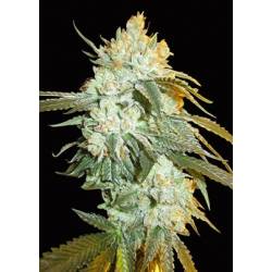 Head Stash Autofloreciente Feminizada de Bio Green