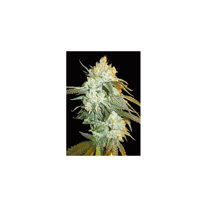 Head Stash Autofloreciente Feminizada de Bio Green Head Stash Autofloreciente Feminizada de Bio Green