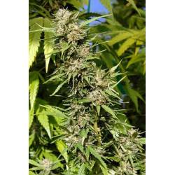 Headstone Feminizada de Bio Green