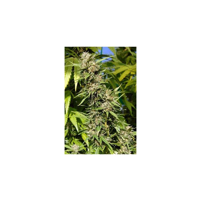 Headstone Feminizada de Bio Green Headstone Feminizada de Bio Green