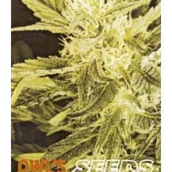 Heaven Regular de Owl's Productions Seeds