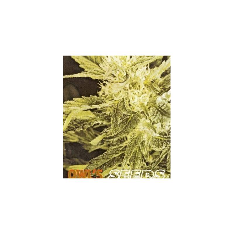 Heaven Regular de Owl's Productions Seeds