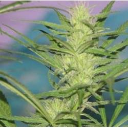 Her Majesty Regular de Original Delicatessen