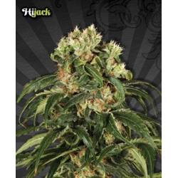 Hijack Autofloreciente Feminizada de Auto Seeds