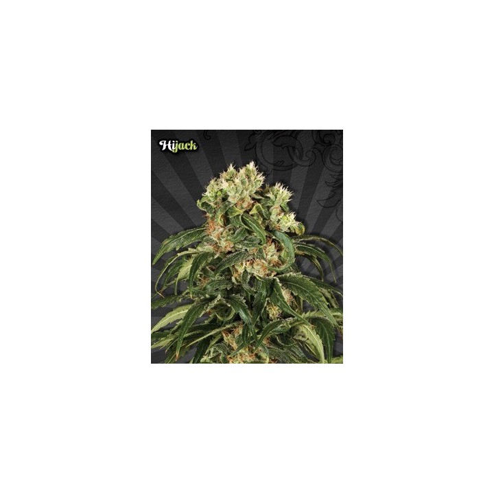 Hijack Autofloreciente Feminizada de Auto Seeds