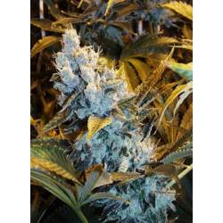 Himalaya Blue Diesel Feminizada de Short Stuff Seeds