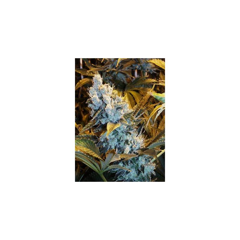 Himalaya Blue Diesel Feminizada de Short Stuff Seeds