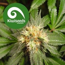 Hindu Kush Feminizada de Sensi Seeds