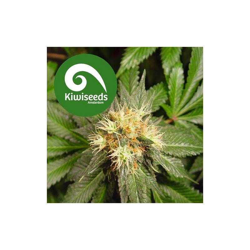 Hindu Kush Feminizada de Sensi Seeds