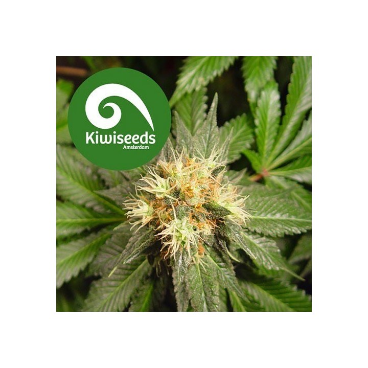 Hindu Kush Feminizada de Sensi Seeds
