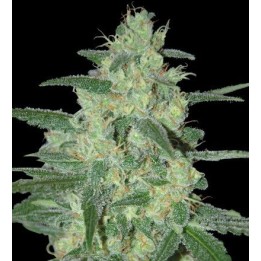 Holy Grail 69 Feminizada de Samsara