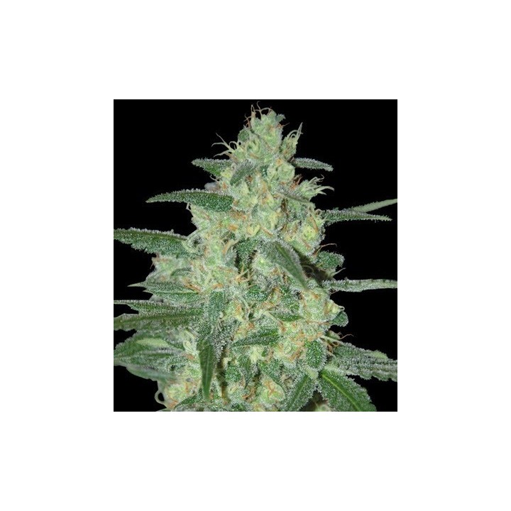 Holy Grail 69 Feminizada de Samsara