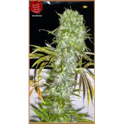 Irie Regular de French Touch Seeds