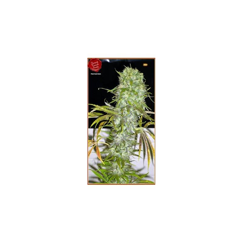 Irie Regular de French Touch Seeds