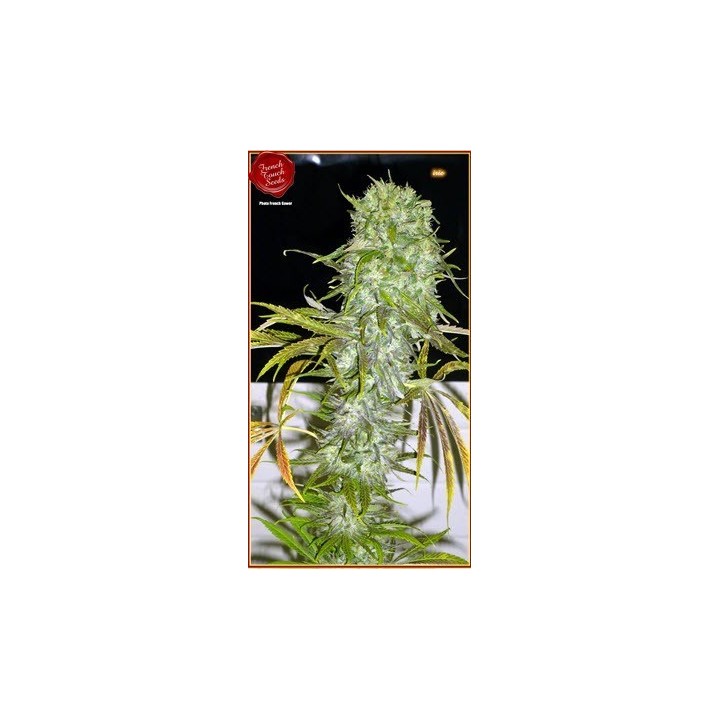 Irie Regular de French Touch Seeds
