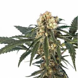 Iron Flow 47 (español) Feminizada de 