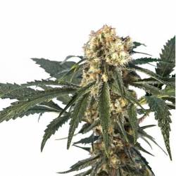 Iron Flow 47 (ingles) Feminizada de 