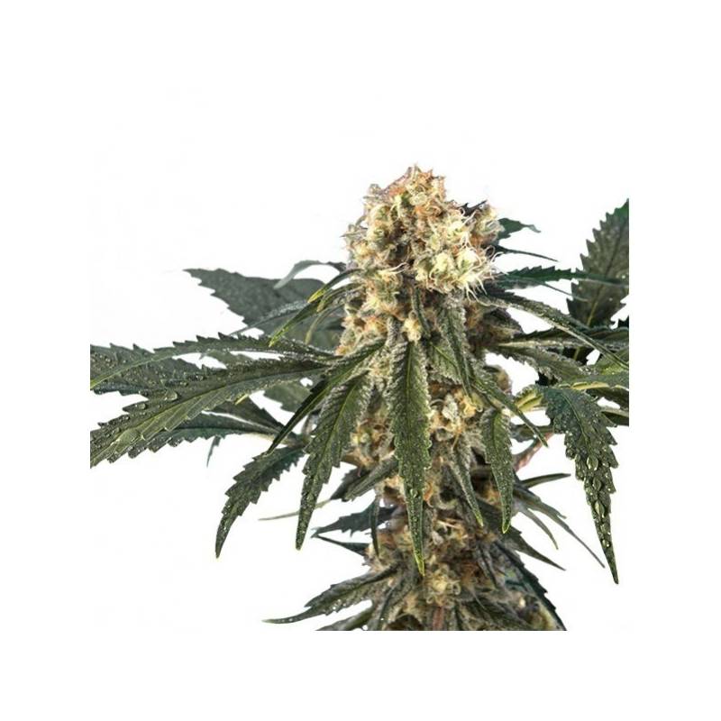 Iron Flow 47 (ingles) Feminizada de 