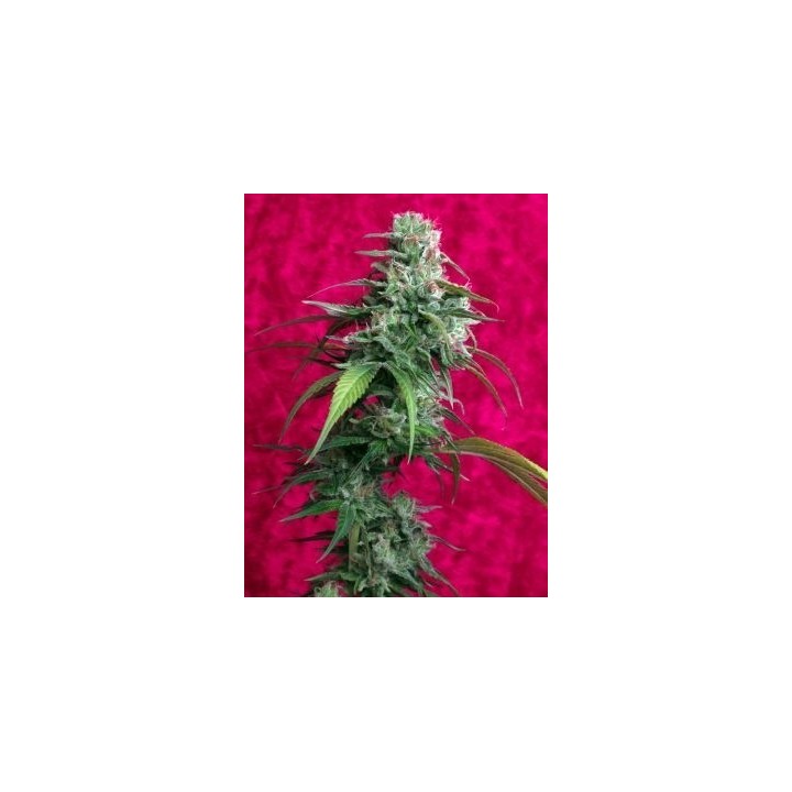 Juanita La Lagrimosa Feminizada de Reggae Seeds