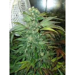 K.C. 45 Regular de K.C. Brains