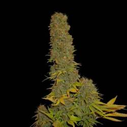 Kahuna Regular de Soma Seeds