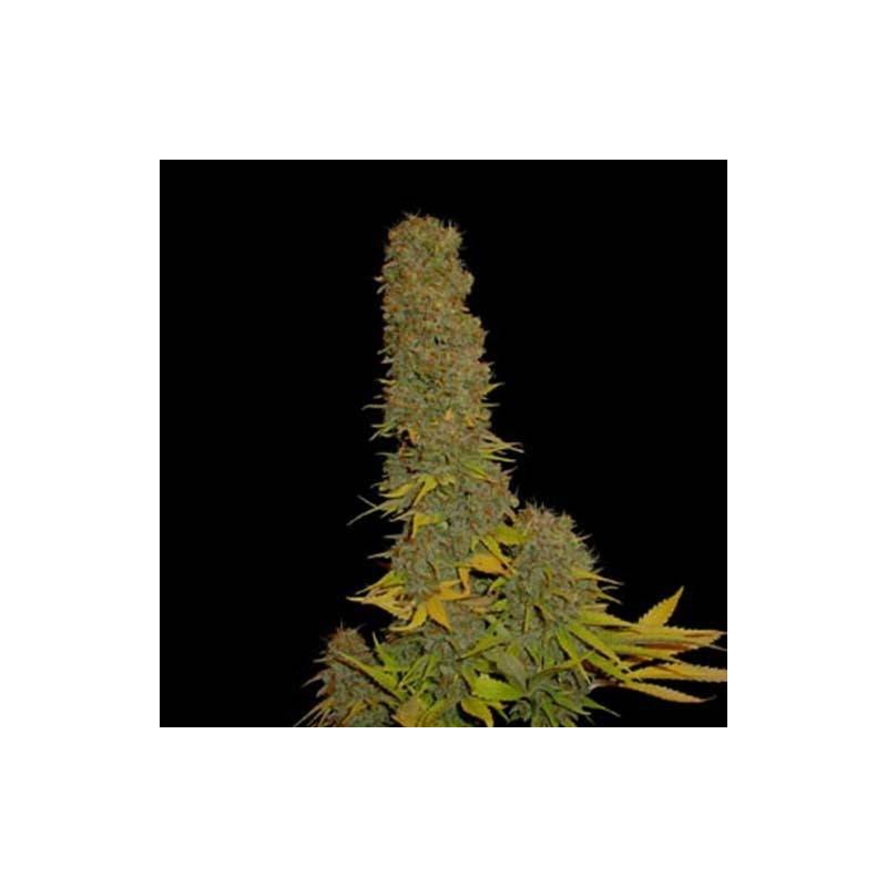 Kahuna Regular de Soma Seeds