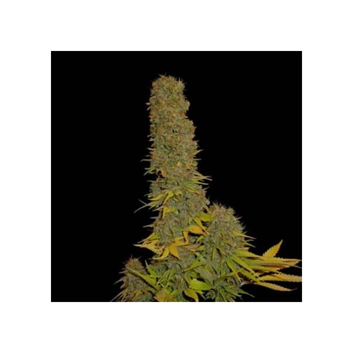 Kahuna 9 Regular de Soma Seeds