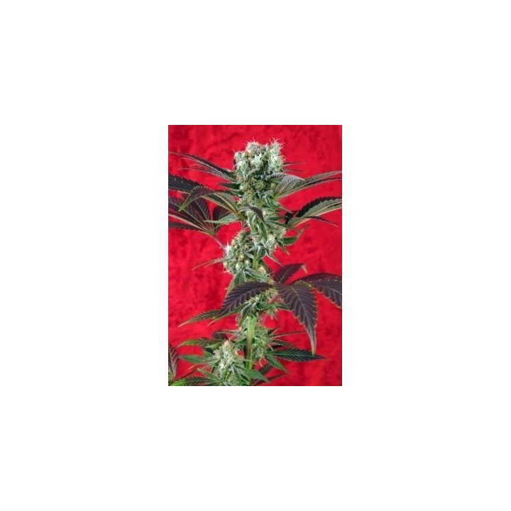 Kalijah Regular de Reggae Seeds