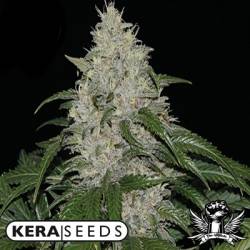 Kera Seeds Matic Autofloreciente Feminizada de 