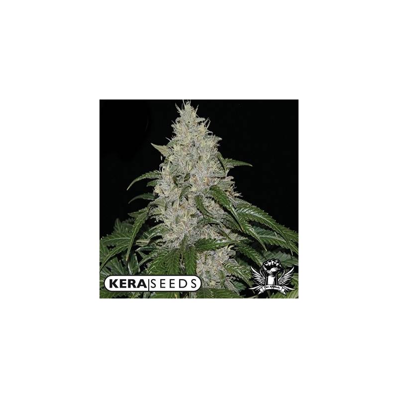 Kera Seeds Matic Autofloreciente Feminizada de 